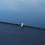foto by Irfan Yildiz